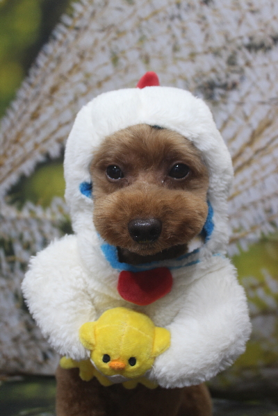 千葉県船橋市のトイプードルのトリミング画像