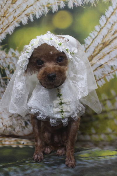 千葉県鎌ケ谷市のトイプードルのトリミング画像