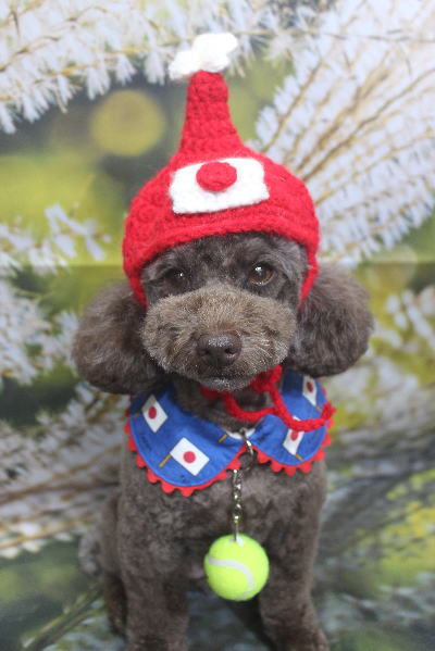 千葉県市川市のトイプードルのトリミング画像