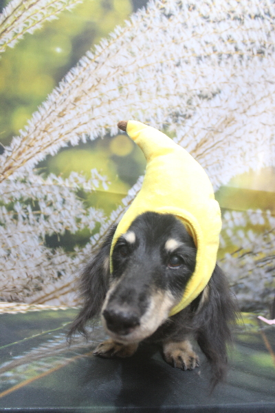 千葉県鎌ヶ谷市のミニチュアダックスのトリミング画像