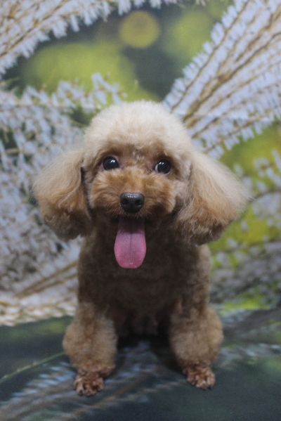 トイプードルブリーダーの成犬、トリミング画像