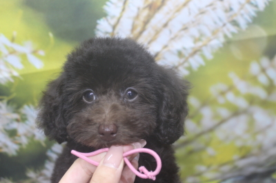 トイプードルブリーダーの子犬、トリミング画像