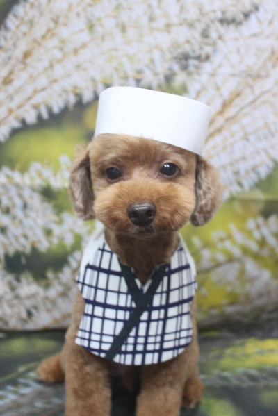 千葉県船橋市のトイプードルのトリミング画像