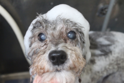 千葉県松戸市のトイプードルのシャンプー画像