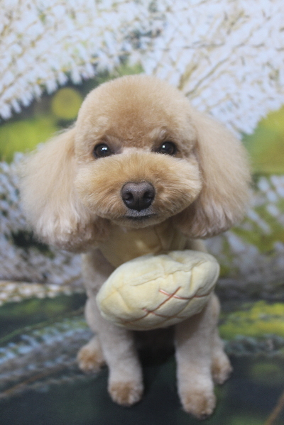 千葉県船橋市のトイプードルのトリミング画像