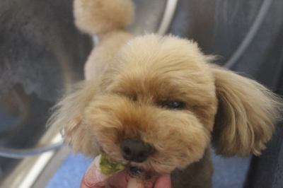 千葉県船橋市のトイプードルの歯磨き画像