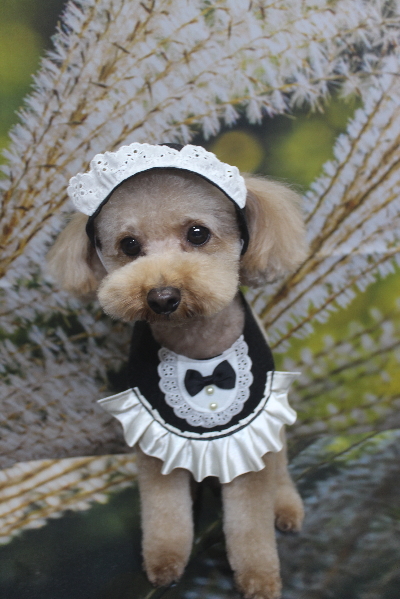 千葉県船橋市のトイプードルのトリミング画像