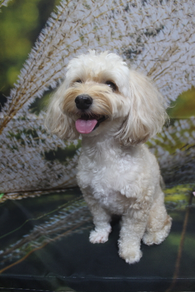 千葉県鎌ヶ谷市のミックス犬のトリミング前画像