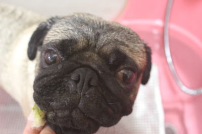 千葉県鎌ケ谷市のパグの歯磨き画像