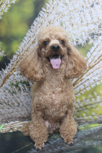 千葉県鎌ヶ谷市のトイプードルのトリミング前画像