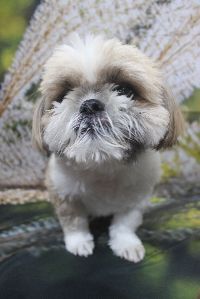 千葉県船橋市のシーズーのトリミング前画像