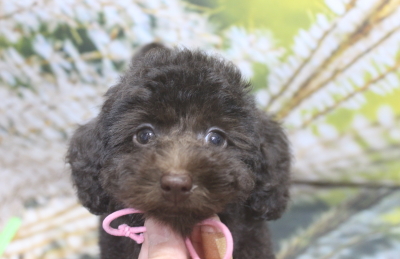 トイプードルブリーダーの子犬、トリミング画像