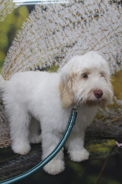 千葉県船橋市のオーストラリアンラブラドゥードルのトリミング前画像