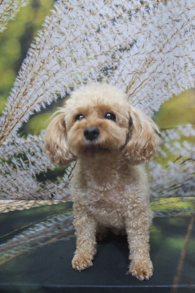 千葉県船橋市のトイプードルのトリミング前画像