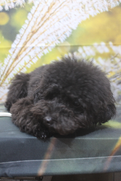 千葉県鎌ヶ谷市のトイプードルのトリミング前画像