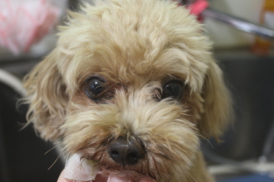 千葉県船橋市のミックス犬の歯磨き画像
