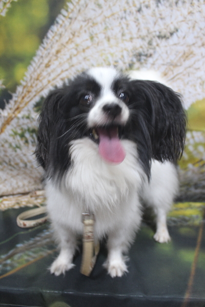 茨城県龍ヶ崎市のパピヨントリミング前画像