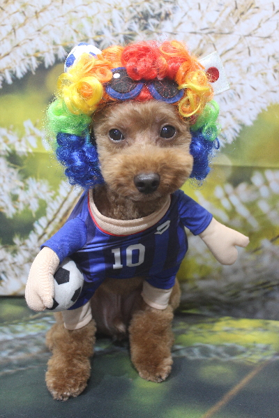 千葉県船橋市のトイプードルのトリミング画像