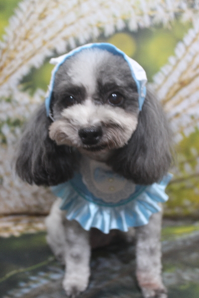 千葉県鎌ケ谷市のトイプードルのトリミング画像