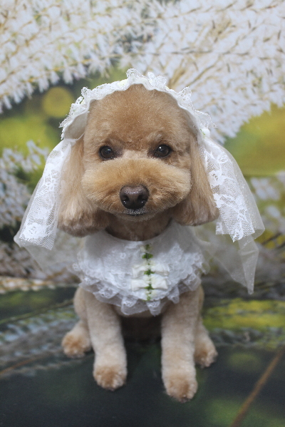 千葉県船橋市のトイプードルのトリミング画像