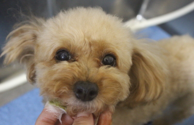 千葉県船橋市のトイプードルの歯磨き画像