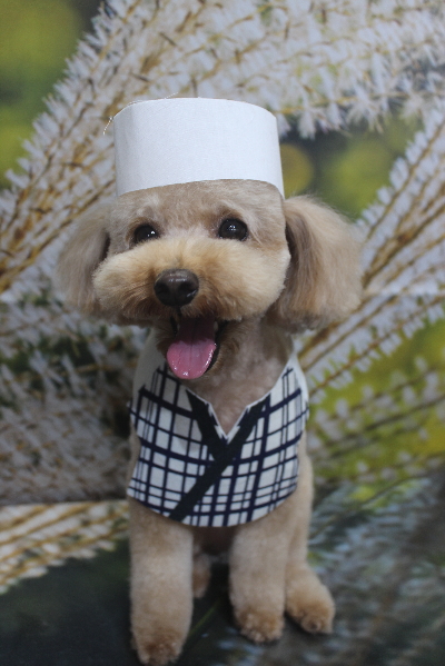 千葉県船橋市のトイプードルのトリミング画像