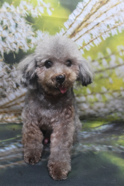 トイプードルブリーダーの成犬、トリミング画像