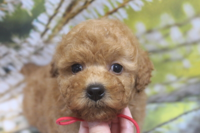 トイプードルブリーダーの子犬、トリミング画像