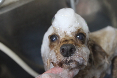 千葉県船橋市のトイプードルのシャンプー画像