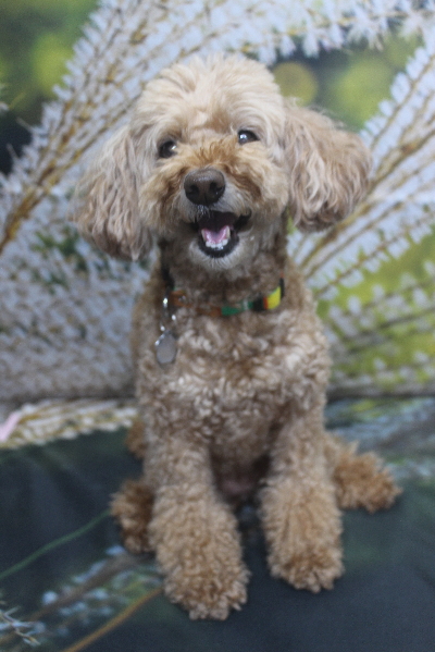 千葉県松戸市のトイプードルのトリミング前画像