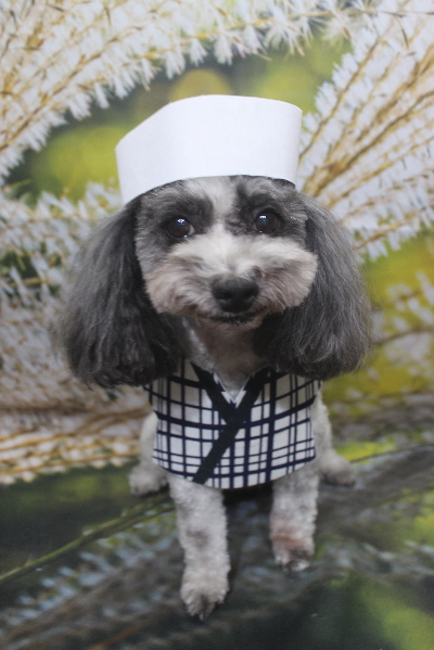 千葉県鎌ケ谷市のトイプードルのトリミング画像