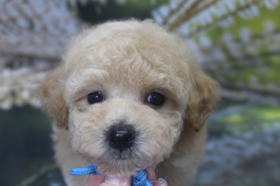 トイプードルブリーダーの子犬、トリミング画像