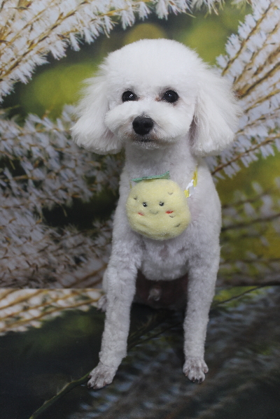 千葉県市川市のトイプードルのトリミング画像