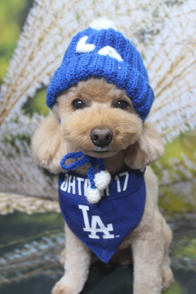 千葉県船橋市のトイプードルのトリミング画像