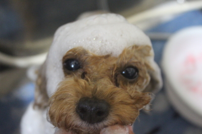 千葉県船橋市のトイプードルのシャンプー画像