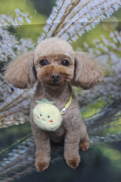 神奈川県横浜市のトイプードルのトリミング画像