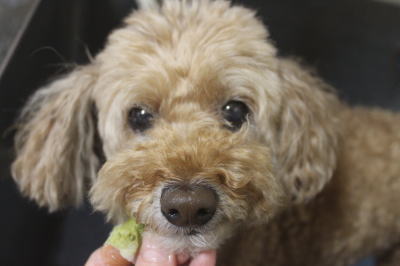 千葉県松戸市のトイプードルの歯磨き画像