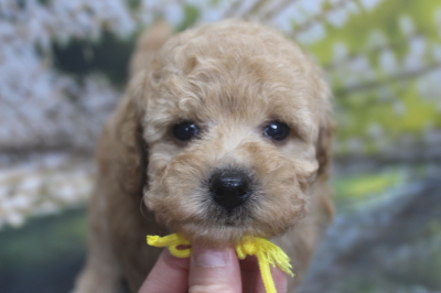 トイプードルブリーダーの子犬、トリミング画像