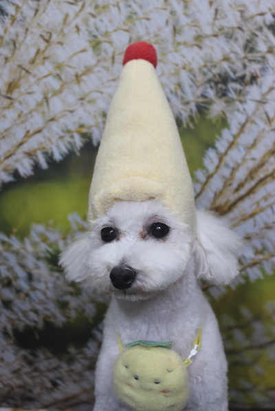 千葉県市川市のトイプードルのトリミング画像