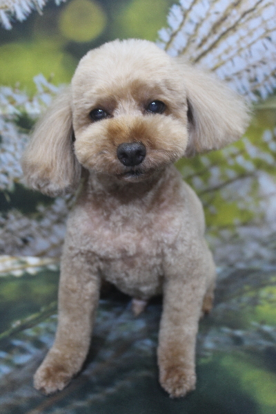 千葉県船橋市のトイプードルのトリミング画像