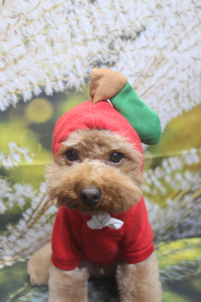 千葉県市川市のトイプードルのトリミング画像