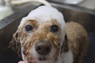 千葉県松戸市のトイプードルのシャンプー画像