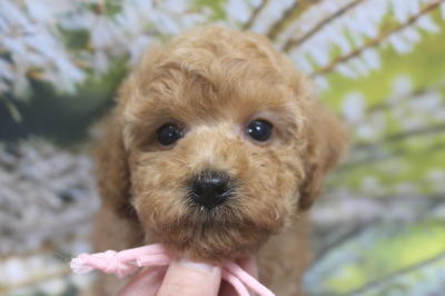 トイプードルブリーダーの子犬、トリミング画像