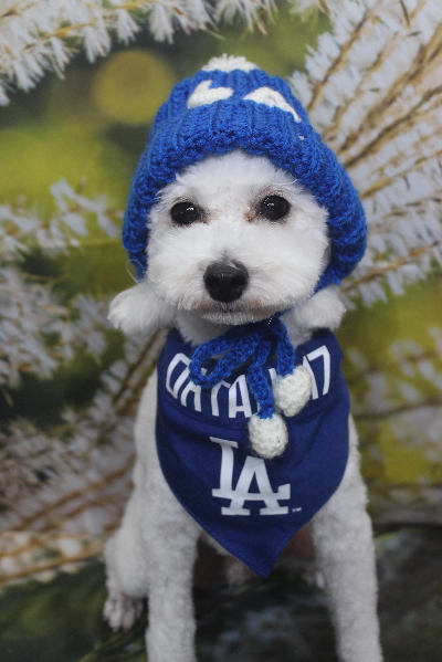 千葉県市川市のトイプードルのトリミング画像