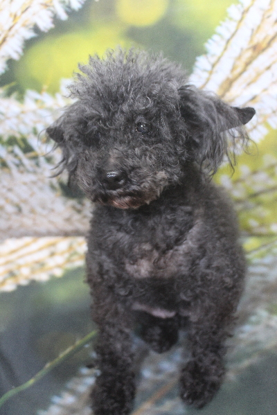 トイプードルブリーダーの成犬、トリミング画像