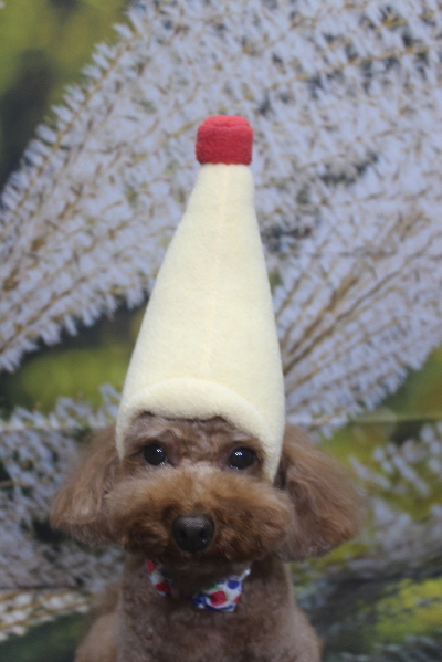 千葉県市川市のトイプードルのトリミング画像