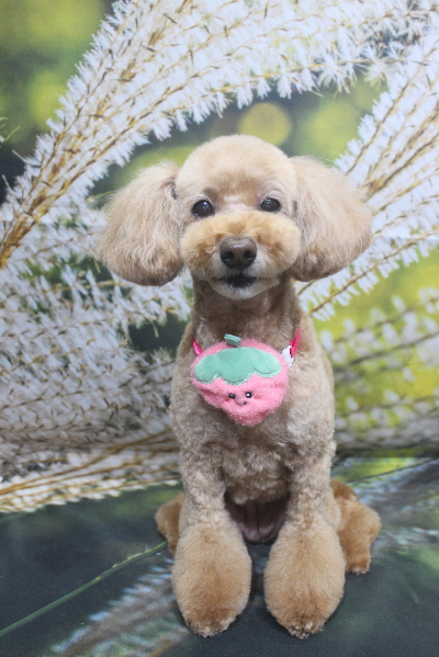 千葉県松戸市のトイプードルのトリミング画像