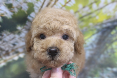 トイプードルブリーダーの子犬、トリミング画像