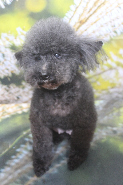 トイプードルブリーダーの成犬、トリミング画像