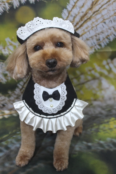 千葉県船橋市のトイプードルのトリミング画像